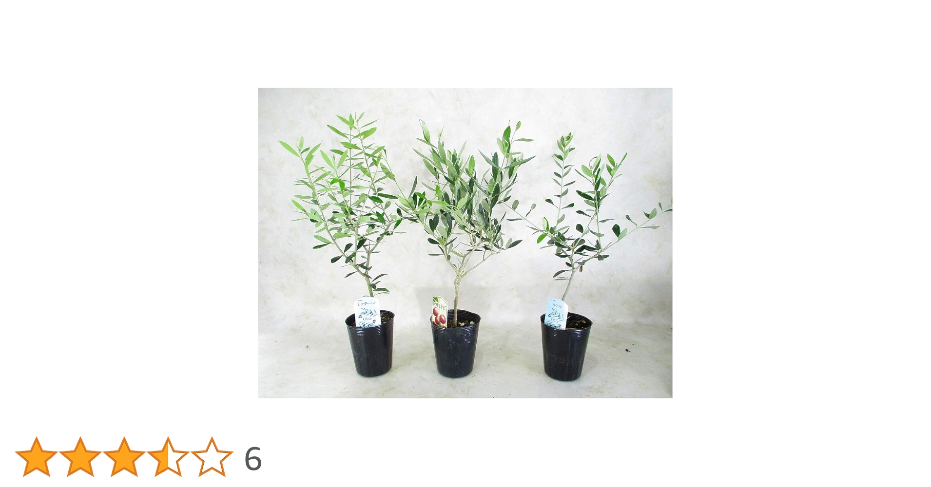 オリーブの木ページ 2セット 楽天市場】【現品】【オリーブの木】ヒナカゼ 自然風樹形 樹高H